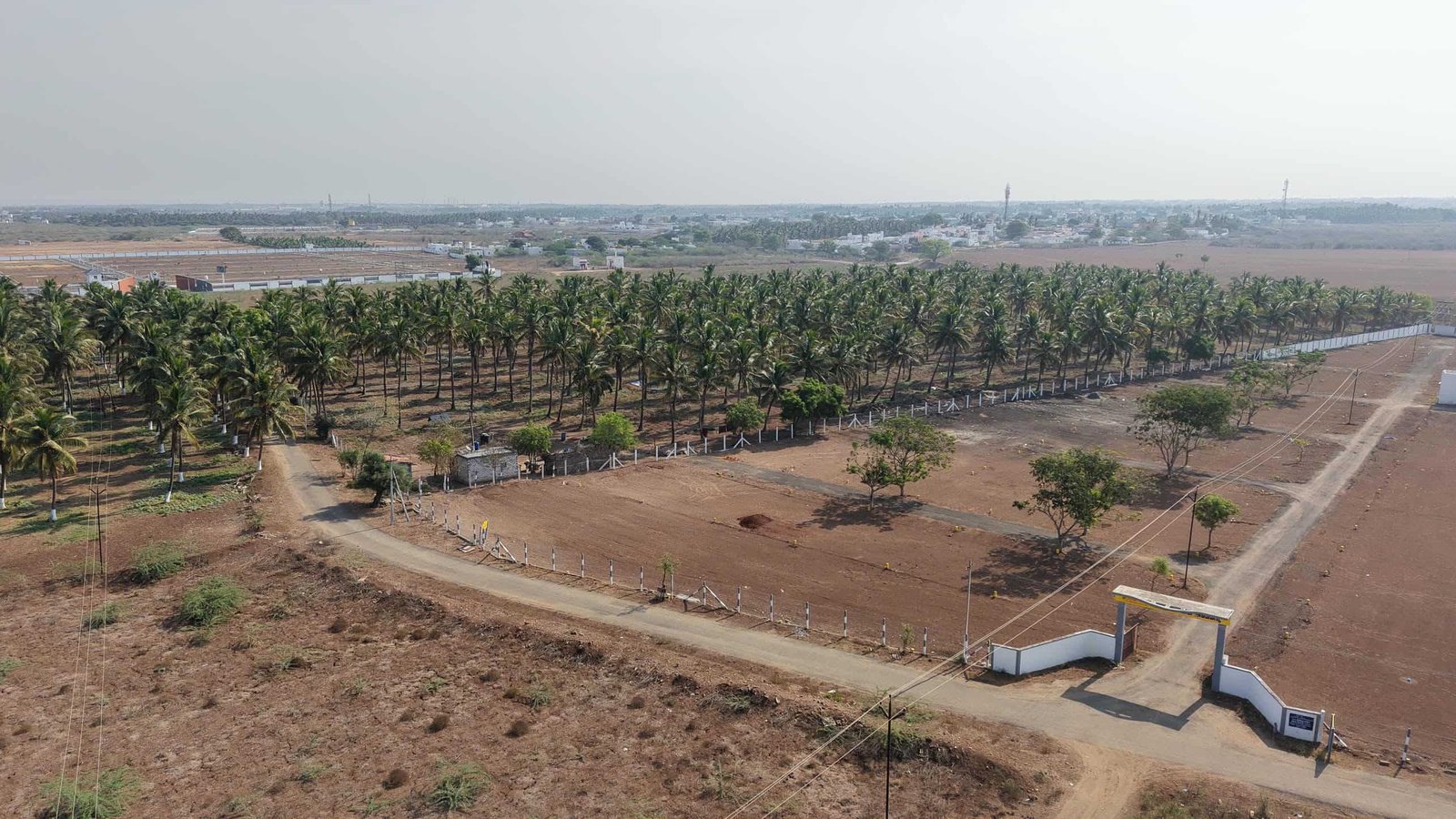 Open plotted land surrounded by coconut trees and farmland